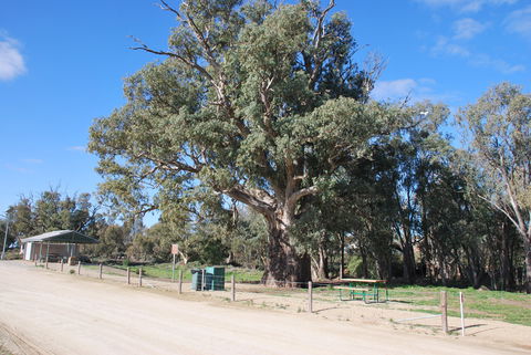 Giant Gum Tree - Attractions 0