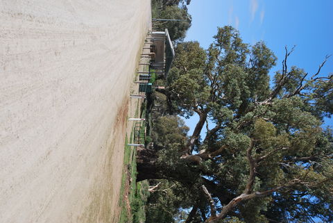 Giant Gum Tree - Attractions 1