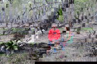 Gunbower Island Forest Drive