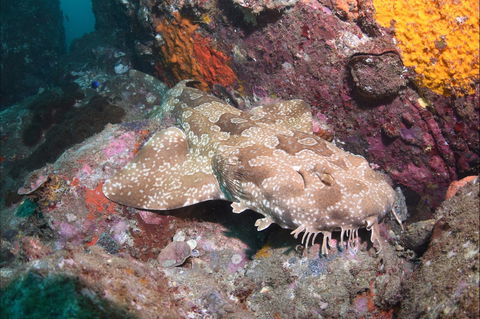 Hanging Rock Dive Site - Attractions Las Vegas 1