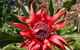 Inverawe Native Gardens - thumb 0
