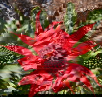 Inverawe Native Gardens - Attractions