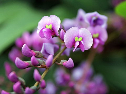 Inverawe Native Gardens - Attractions 2