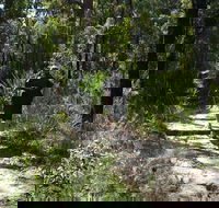 Karloo Walking Track - Attractions