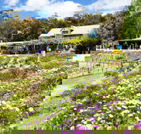 Kate's Berry Farm - Attractions