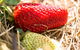 Kate's Berry Farm - thumb 2