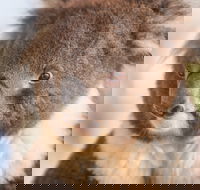 Kyabram Fauna Park - Attractions