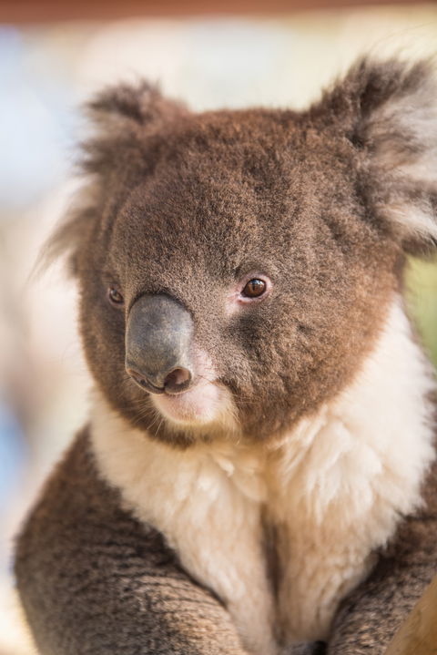 Kyabram Fauna Park - Attractions 0