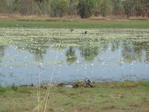 Leaning Tree Lagoon Nature Park - Attractions 0