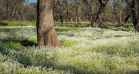 Leaghur State Park - Attractions 0