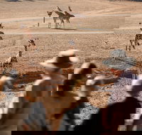 Monarto Safari Park - Attractions