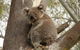 Narrandera - thumb 0
