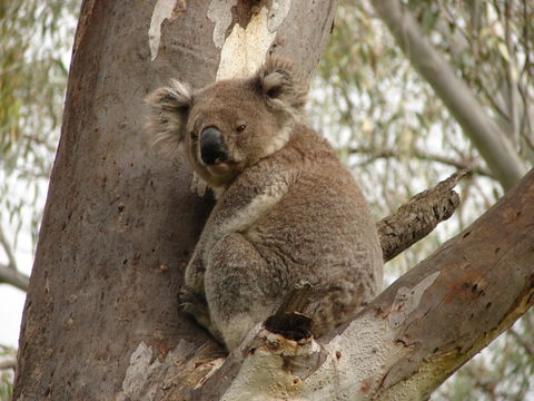 Narrandera - Attractions 0