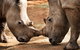 National Zoo & Aquarium - thumb 0