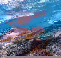 Ningaloo Marine Park - Attractions