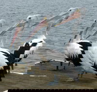 Pelican Feeding - Attractions