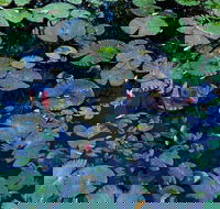 Pine Creek Water Gardens - Attractions