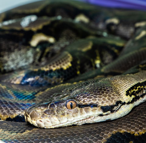 Serpentarium Wildlife Park Tasmania - Attractions 1