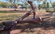 SS Colac - thumb 0