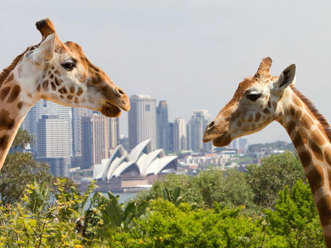 Taronga Zoo Combo Pass - See Attractions 0