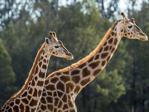 Taronga Zoo Combo Pass - See Attractions 1