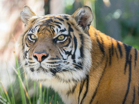 Taronga Zoo Combo Pass - See Attractions 2