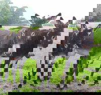 The Good Samaritan Donkey Sanctuary - See Attractions