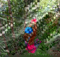 TreeTop Challenge - Sunshine Coast - Attractions