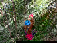 TreeTop Challenge - Sunshine Coast