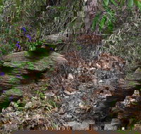 Understory Art In Nature - Attractions