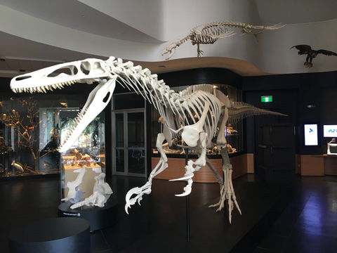 UNE Natural History Museum - Attractions 0