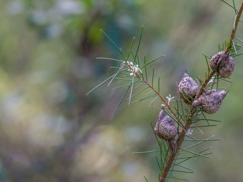 Wallumatta Loop Trail - Attractions 0