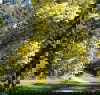 Wattle Park - Attractions