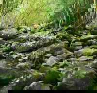 Wodi Wodi Walking Track - Attractions