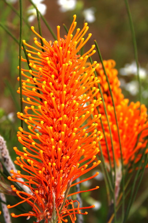 Wongan Hills Wildflowers - Attractions 0