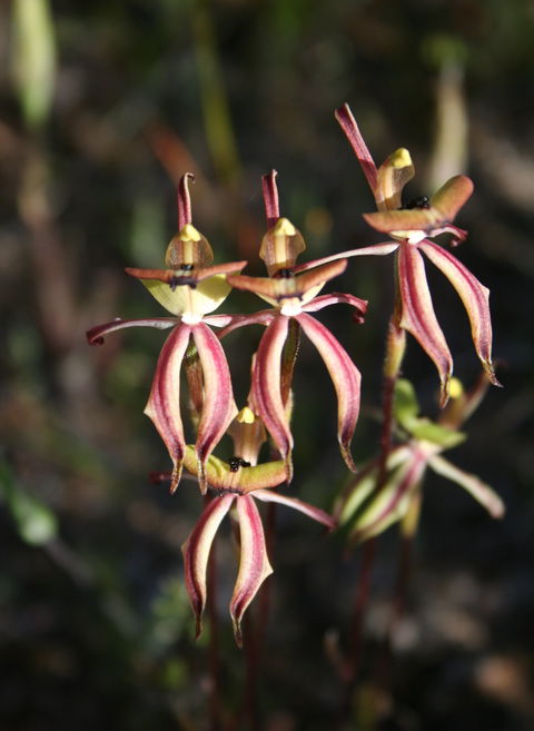 Wongan Hills Wildflowers - Attractions 1