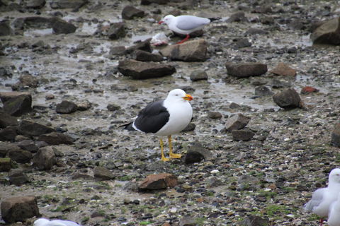 Woolley's Beach Walk - Attractions 2