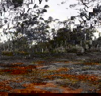 Woylie Walk Dryandra Woodland - Attractions
