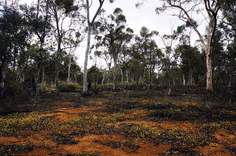 Woylie Walk, Dryandra Woodland - Attractions 0