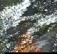 Bird Tree and Benaroon - See Attractions