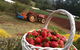 Blue Hills Berries And Cherries - thumb 0