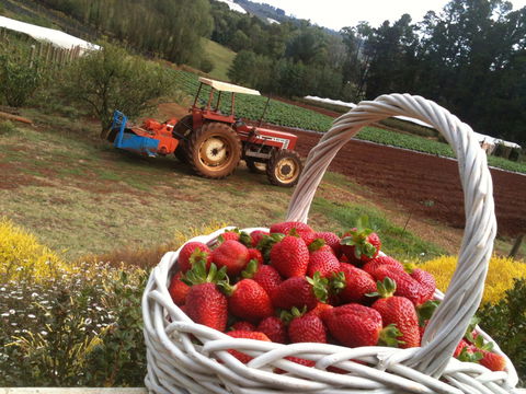 Blue Hills Berries And Cherries - Attractions 0