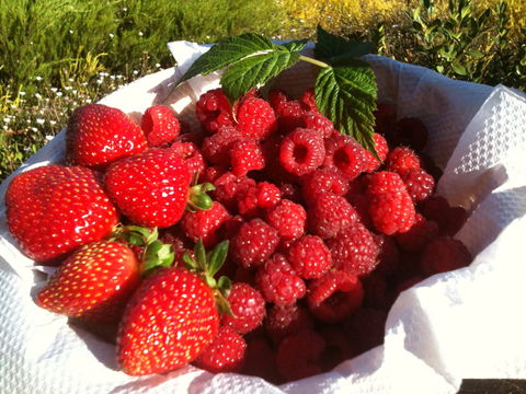 Blue Hills Berries And Cherries - Attractions 1