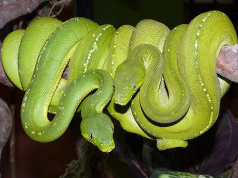 Canberra Reptile Zoo - Attractions 1