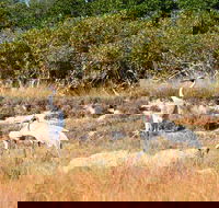 Cape Keraudren Nature Reserve - Attractions