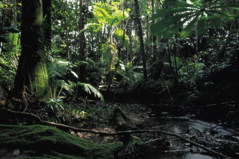 Cape Tribulation, Daintree National Park - Attractions 2