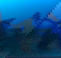Cementco Dive Site - Attractions