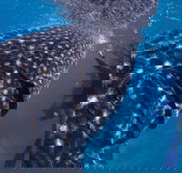 Coastal Water Dive - Attractions