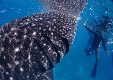 Coastal Water Dive - Attractions 0