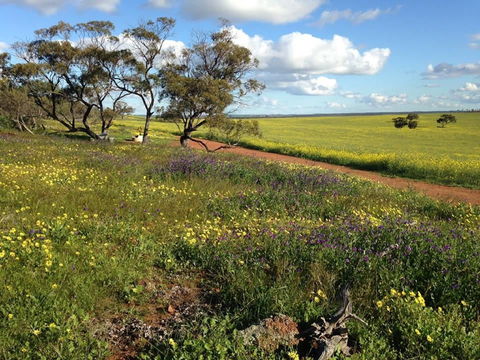 Coorow Wildflower Drive - Attractions 0